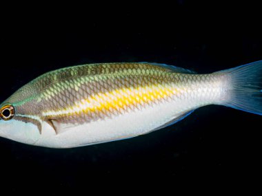 Dağları ve bulutlu gökyüzü olan güzel bir manzara.