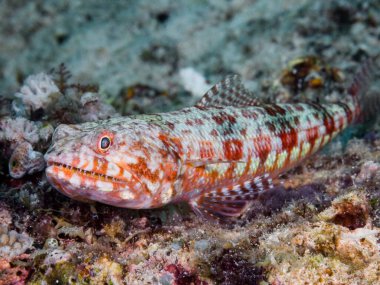 sea fish on the red sea