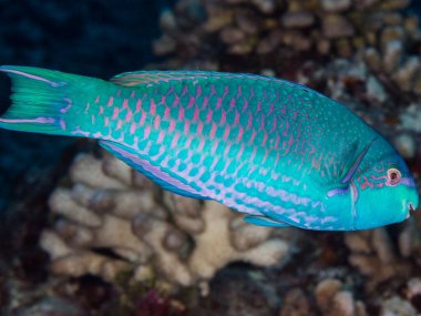 beautiful coral reef fish in the red sea, egypt