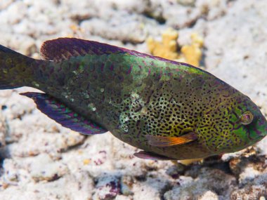 beautiful tropical fish in the red reef