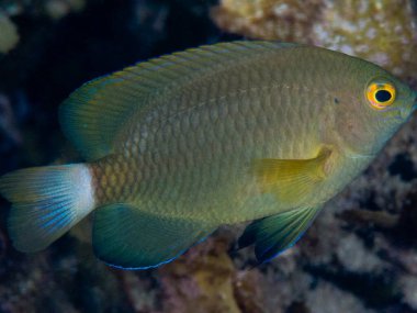 Akvaryumdaki tropikal balıklar