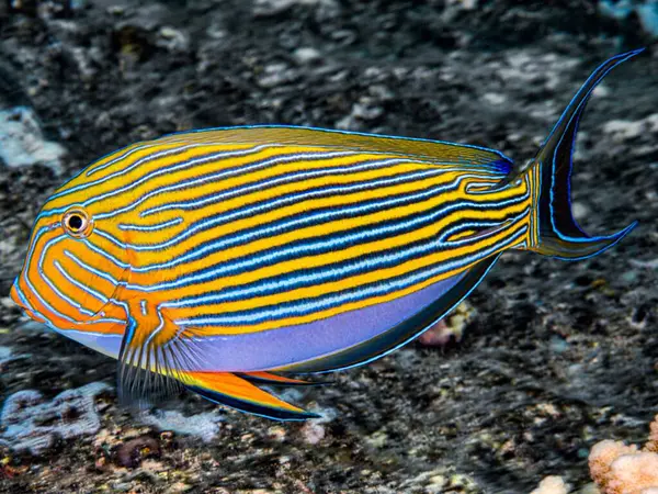 Akvaryumdaki güzel renkli balıklar