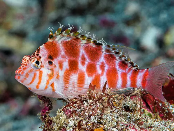 Deniz mercanı, deniz balığı.