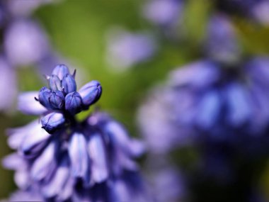 Mor sümbüllerin dikey görüntüsü.