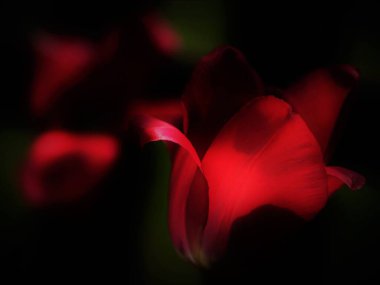 Bahçedeki güzel kırmızı lale