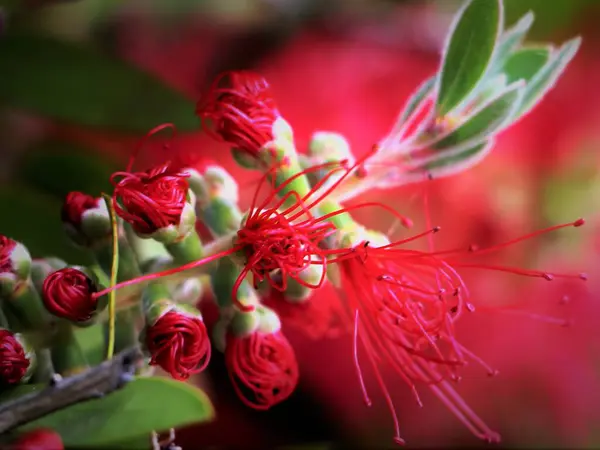 Güzel botanik fotoğrafı, doğal duvar kağıdı.