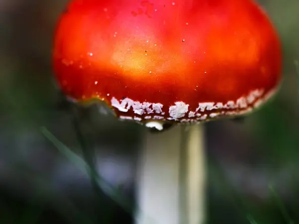 kırmızı ve beyaz sinek agariği