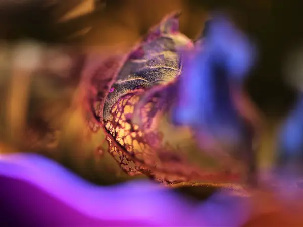 Bahçedeki çiçeğin makro görüntüsü.