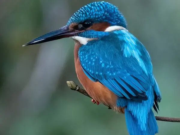 Mavi balıkçı doğada