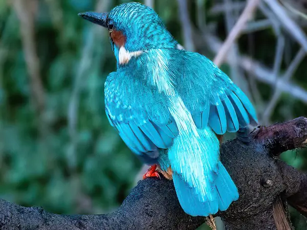 Mavi kuş, bitki ve vahşi yaşam