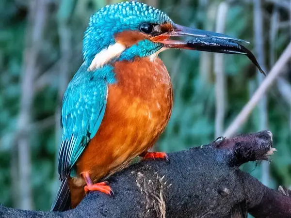 Bir balıkçının yakın plan çekimi.