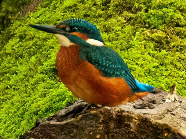 Şirin bir kuşa yaklaş.