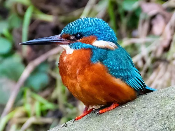 Bir kuşun yakın plan çekimi.