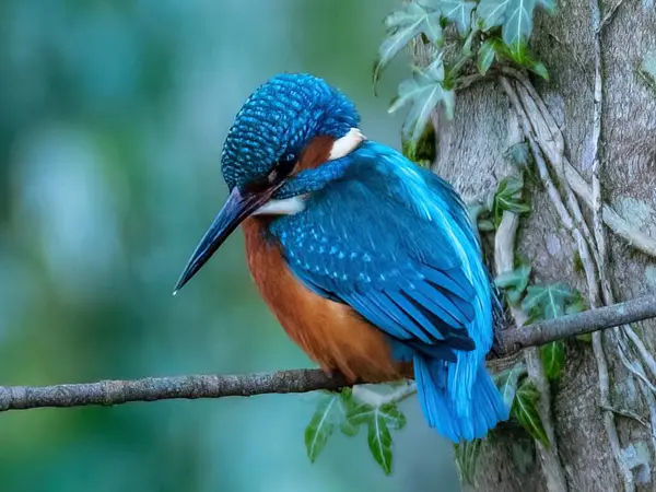 Nehirdeki vahşi doğadaki balıkçı.