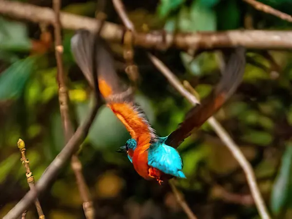 Güzel bir kuşun yakın çekimi.