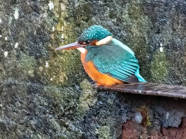 Bir kuşun yakın plan çekimi.