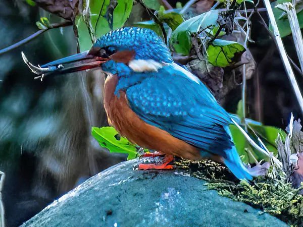 Kingfisher, alcedo at this, Brezilya, fauna, wild life