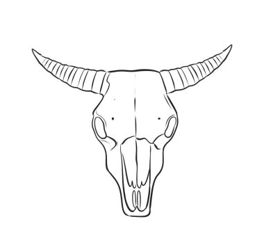 Karmaşık kemik yapısı ile vurgulanmış uzun boynuzları olan bir boğa kafatasının detaylı bir çizimi. Sanat eseri, hayvan anatomisi yoluyla doğanın güzelliğini yakalıyor..