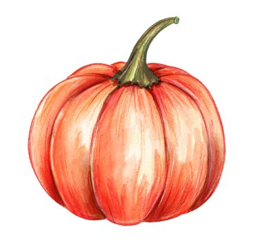 Tatlı bir balkabağının suluboya tasviri canlı turuncu renkler ve ince dokular ve detaylar sergiliyor.