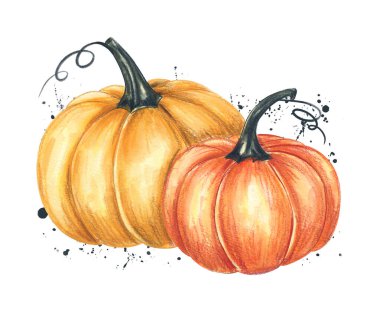 Sonbahar renklerinde iki balkabağının renkli suluboya çizimi. El boyaması..