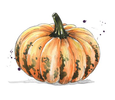 Bu canlı suluboya sanat eserinde yumuşak turuncu ve krem tonlu çok güzel detaylandırılmış bir balkabağı var. Kıvrımları ve dokuları sonbaharın özünü yakalar..