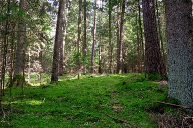 Ormanda patikası olan güzel bir manzara.