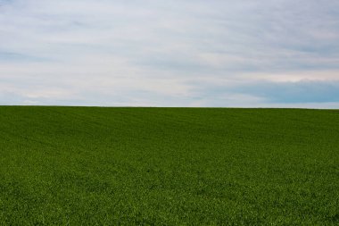 Mavi arkaplanı olan güzel yeşil bir tarla.