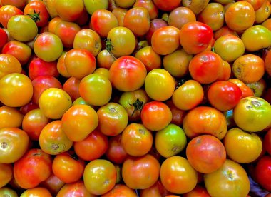 Taze ve bolluğu gösteren kırmızı, sarı ve turuncu renkli zengin bir karışım sergileyen canlı, çok renkli domatesler..