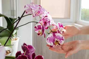 Renkli falaenopsis orkidesini inceleyen kadın eller. Orkide koleksiyonu.