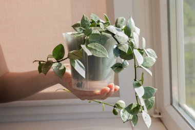 Hoya lacunosa eskimo. Kapalı alanda gümüşi yaprakları olan bir kadın temiz bir tencerede çiçek tutuyor. Kapalı yeşil konsept.