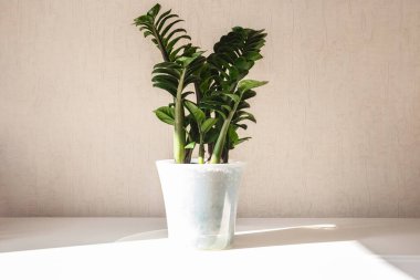 Dekoratif zamioculcas zenzi beyaz masada, parlak odada. Minimalist bitki dekoru