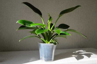 Philodendron Yeşil Prenses. Kapalı alanda yemyeşil yapraklı tropikal bir bitki. Minimalist bitki dekoru