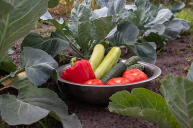 Bir kâse dolusu taze sebze kabağı, salatalık, domates ve sebze bahçesinde kırmızı dolma biber. Arka bahçe çiftçiliği kavramı, ev yapımı yiyecekler