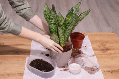 Ev bitkileriyle ilgileniyorum. Sansevieria, nakilden sonra yeni saksıya yılan yerleştirildi..