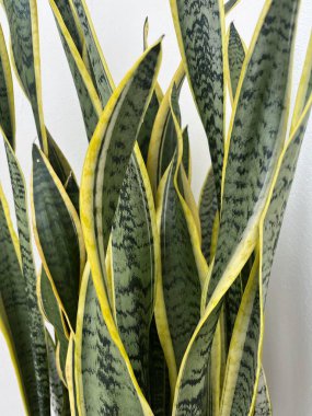 Pattern snake plant on white background