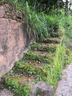 Stone staircase with moss in the middle of the forest