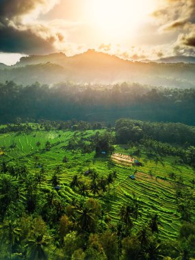 A magical sunrise bathes the lush rice terraces of Selat, Bali, in golden light. Mist drifts over the vibrant green fields as the first rays of sunlight awaken the tropical landscape. An idyllic moment filled with tranquility and natural beauty. clipart