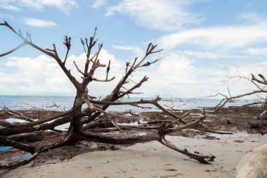 Mangue seco em jericoacoara ceara brerazil amerika do sul