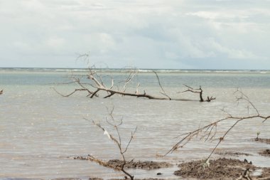Mangue seco em jericoacoara ceara brerazil amerika do sul