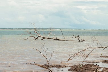 Mangue seco em jericoacoara cear brezilya Güney Amerika.