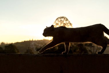 Arka planda gökyüzü olan çitteki kedi. Kedi konsepti. Hayvan konsepti
