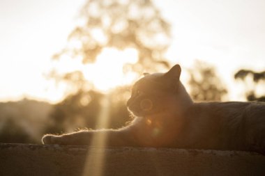 Arka planda gökyüzü olan çitteki kedi. Kedi konsepti. Hayvan konsepti