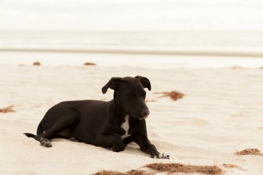 Köpek sahilde yürüyor. Köpek konsepti. İnsanın en iyi arkadaş konsepti.