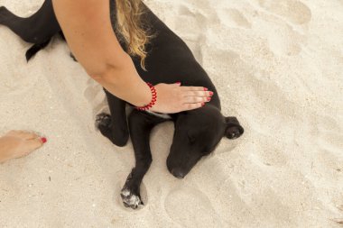 Köpek sahilde yürüyor. Köpek konsepti. İnsanın en iyi arkadaş konsepti.