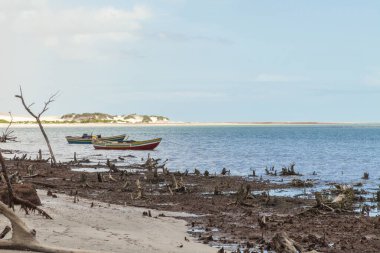 Tekne Jericoacoara 'daki kuru mangrov gölüne demirlemiş. Balıkçı teknesi. Tekne konsepti. Kuru mangrov konsepti. Boşluğu kopyala.