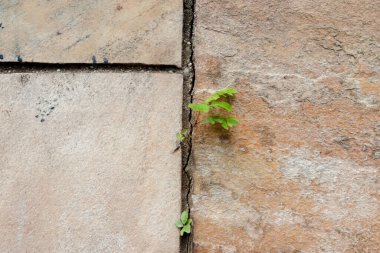 Binanın duvarında taşların arasında büyüyen bitkiler olan mermer taşlar..