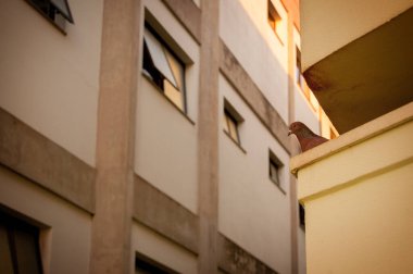 Konut ve ticari binaların tepesinde yaşayan güvercinler. Yiyecek ve kalacak yer aramak için teraslardan levhalara uçuyorlar..