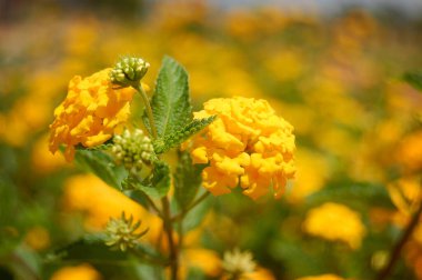 Piracicaba şehir parkını ziyaret edin.