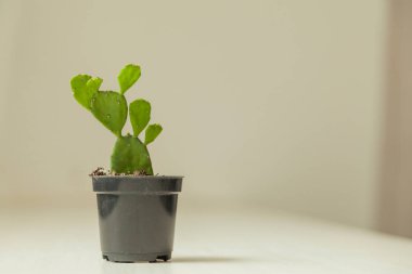 Vase of cactus on table with neutral background and copy space. Cactus concept. Plants concept.	