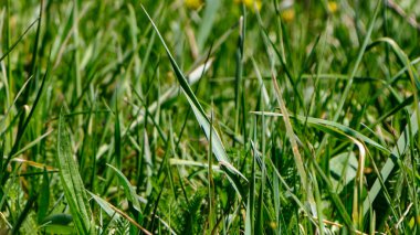 İlkbaharda açık mavi gökyüzüne karşı beyaz-pembe çiçekli elma dalı